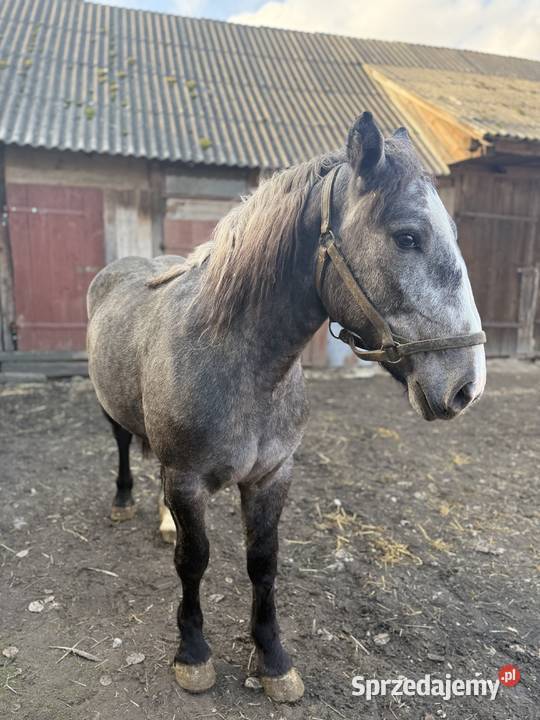 Młoda klacz rasy zimnokrwistej Chomęciska Małe