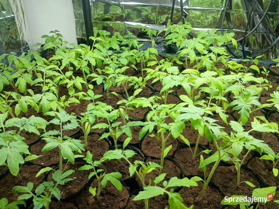 Sprzedam sadzonki pomidorów różne odmiany Gawłuszowice