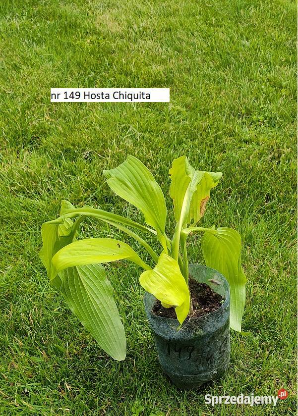 Hosty kwiaty do cienia Opole