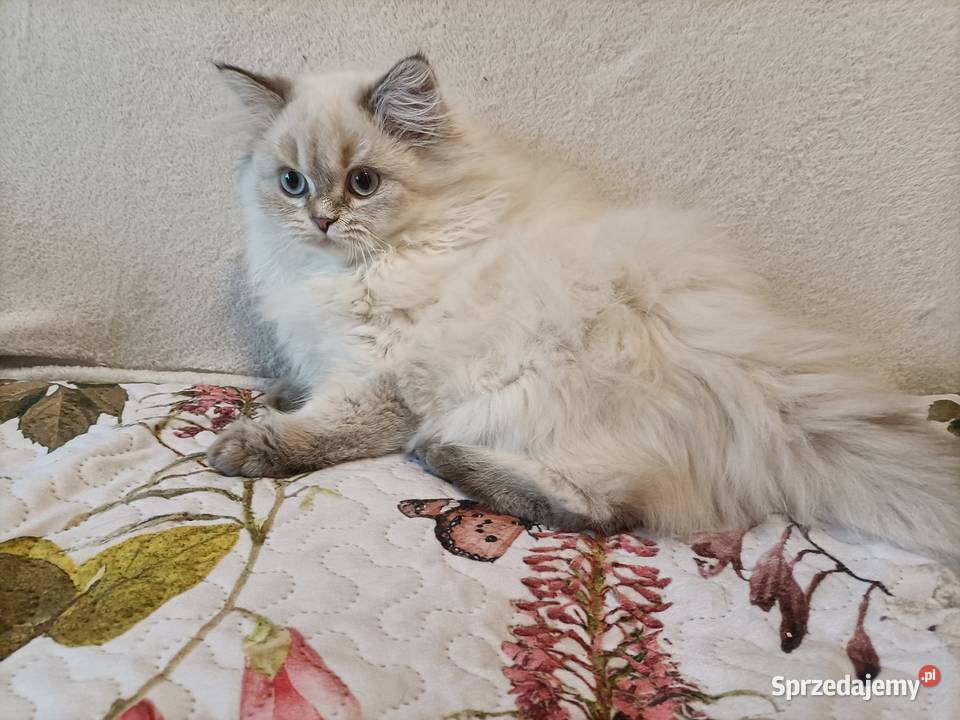 Kot brytyjski kotka brytyjska długowłosy Częstochowa