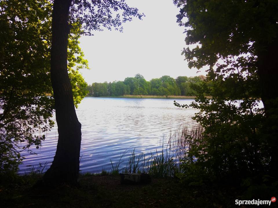 Działka leśna jeziorem w Starym Kramsku Stare Kramsko