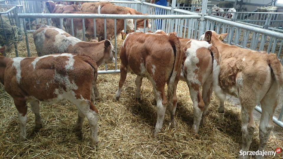 Byczki simental 100 Złotniki Kujawskie