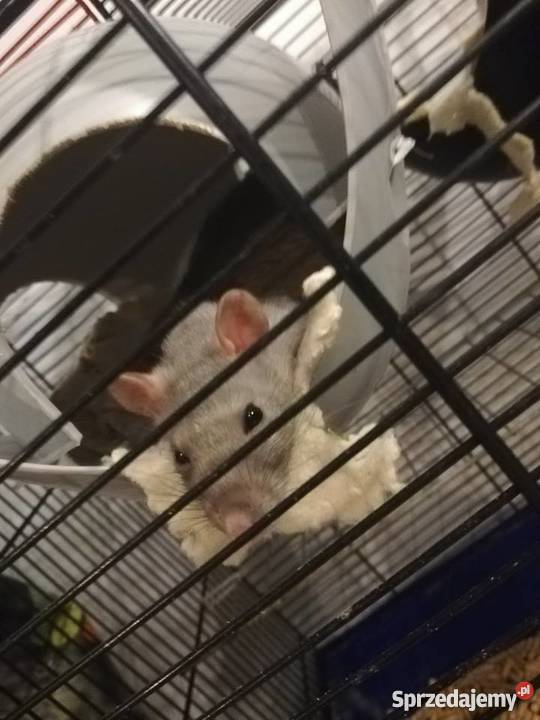 Szczury Szczurki Kielce sprzedam