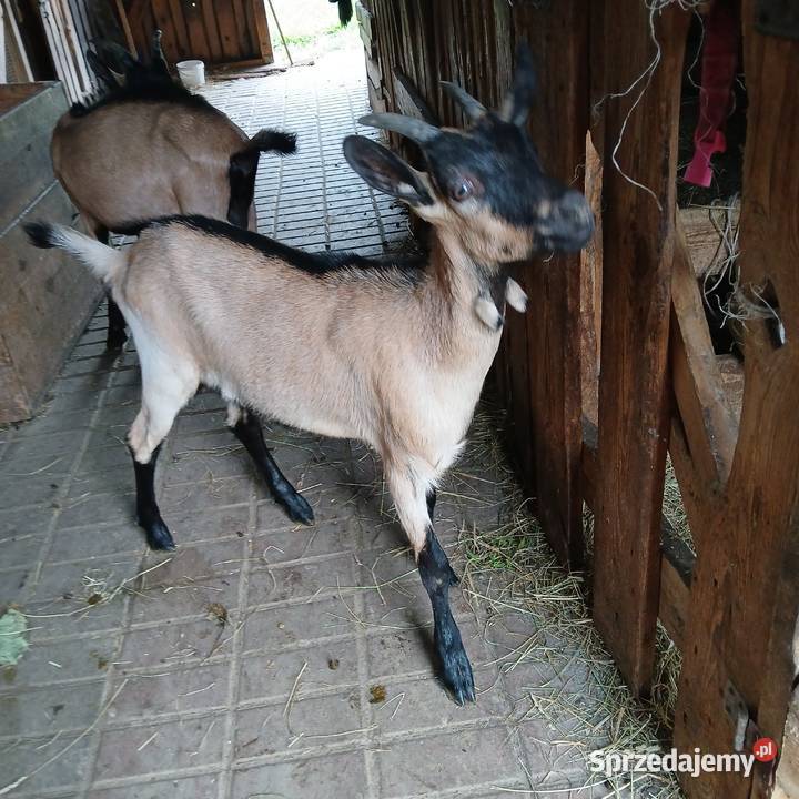 Kzka i koziołek alpejskie Kozy kujawsko-pomorskie Radoszki