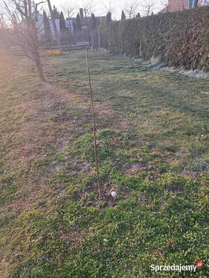 Drzewko Czereśnia Dom i Ogród