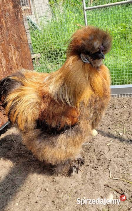 Sprzedam kochinu miniaturowe i koguta silki Skierniewice