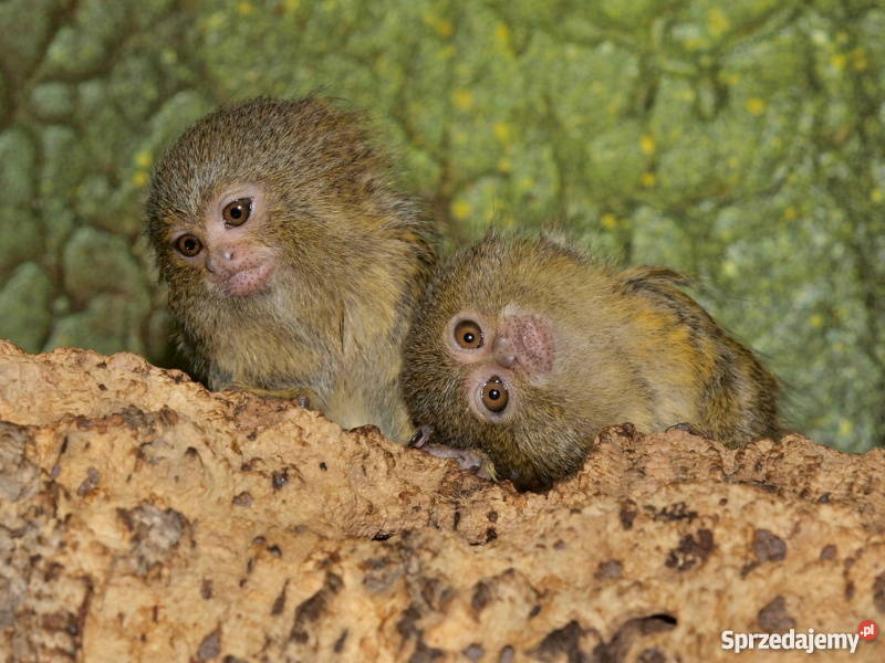Małpki pigmejki na sprzedaż 7500 para