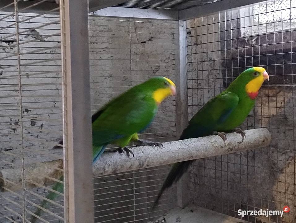 Papugi rozele królewskie alexandrety śląskie