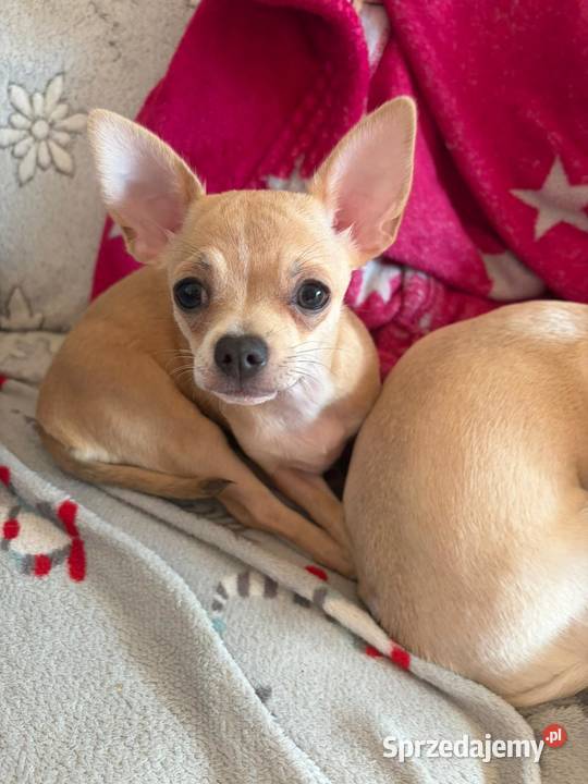Chihuahua piękna dziewczynka Szczecin