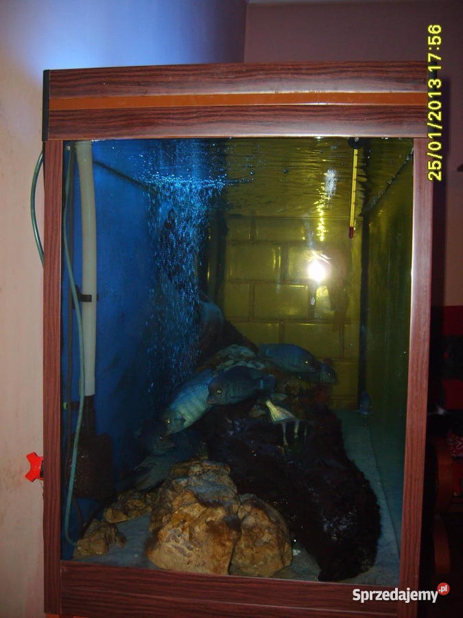 AKWARIUM 500L DO Z AKCESORIAMI sprzedam