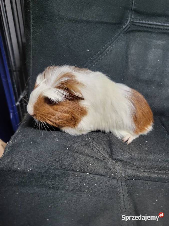 Świnki morskie Wrocław