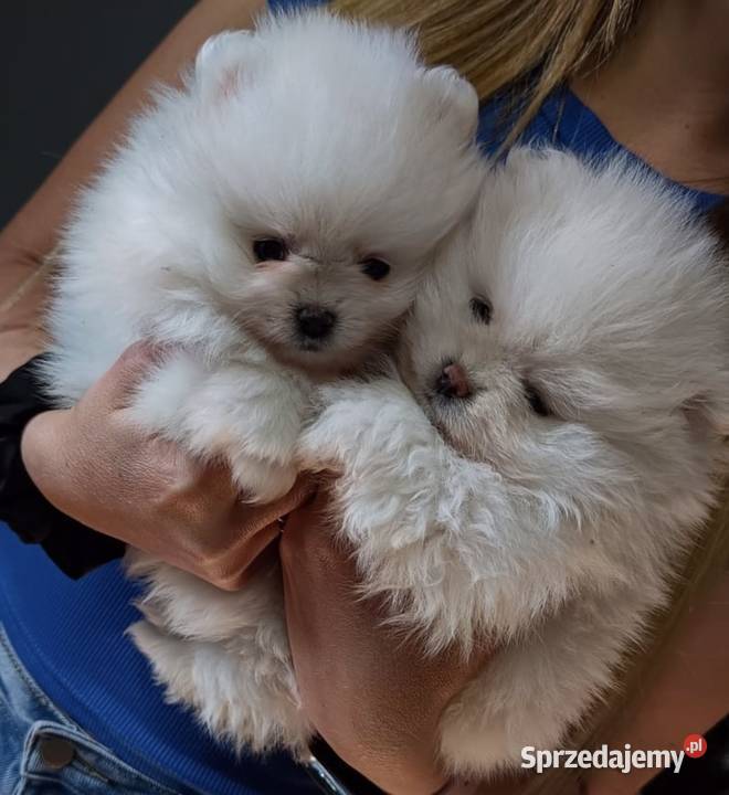 Szpic miniaturowy FCI ZkwP Gorzów Wielkopolski