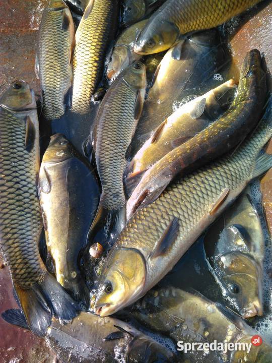 Sprzedam Amur Karaś Złoty Lin Babie Ławy
