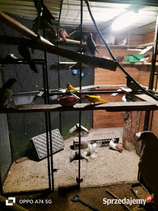 Papugi rozelle białolice królewskie i inne mazowieckie