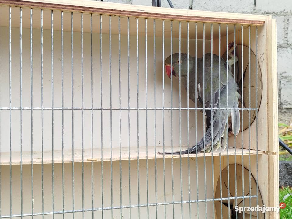 Aleksandretta stalowozielona GO 2025 r świętokrzyskie Brzeziny