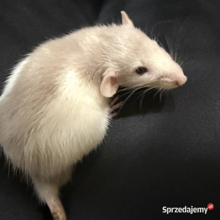 Szczury dumbo łódzkie Łódź sprzedam