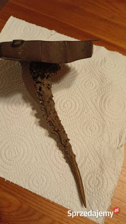 Róg koziołka sarny na desce Toruń