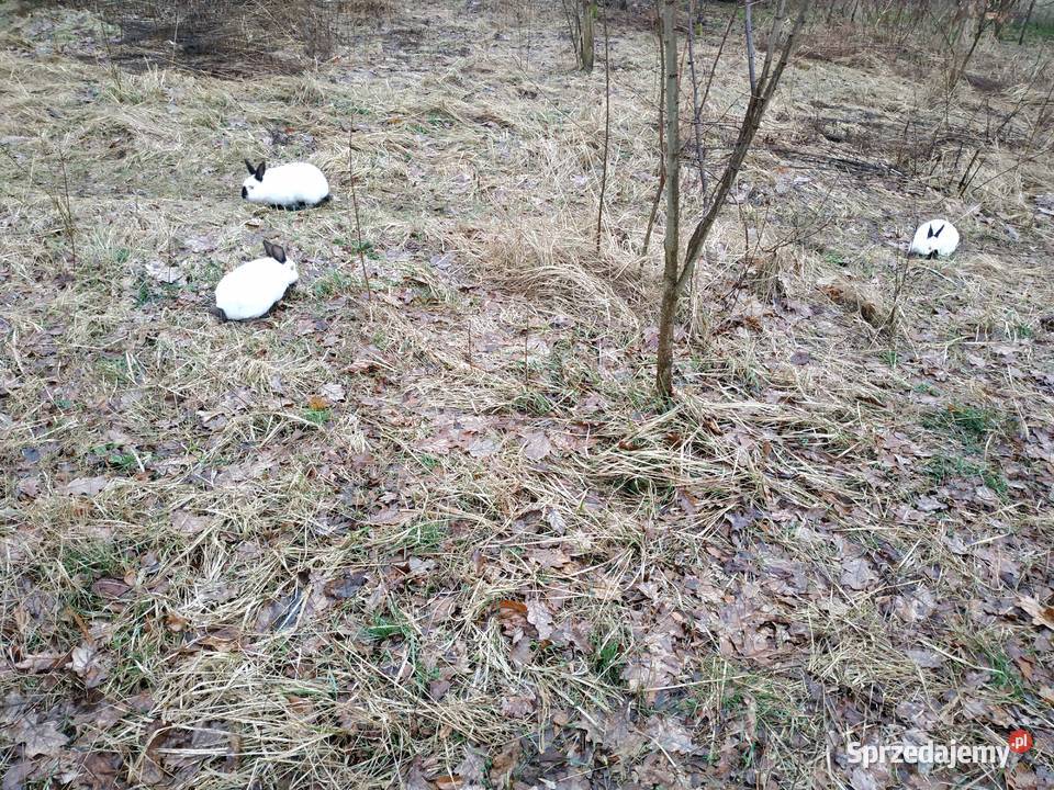 Królik Kalifornijski Samiec