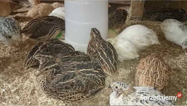 Przepiórki młode zdrowe dolnośląskie Lubań