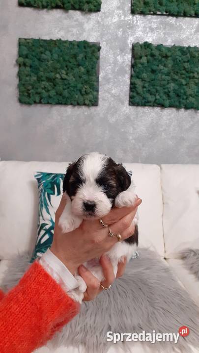 Shih Tzu Maltańczyk Rzeki Wielkie
