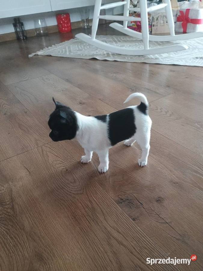 Chihuahua piękna dziewczynka DAMA Kleszczów