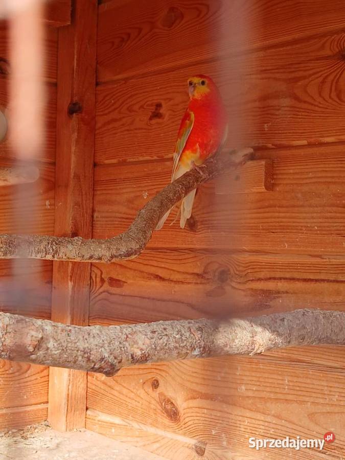 Papuga piekna spiewa swiergotka