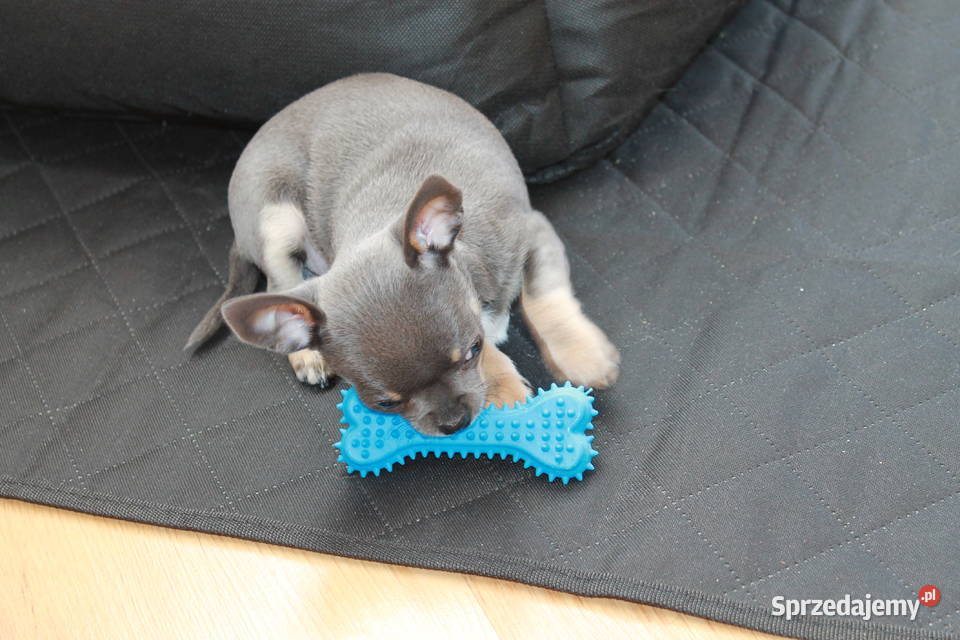 Chihuahua błękitny krótkowłosy chłopiec ZKwP FCI Chihuahua Świnoujście