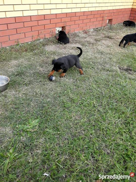 Rottweiler szczeniaki mazowieckie Radom