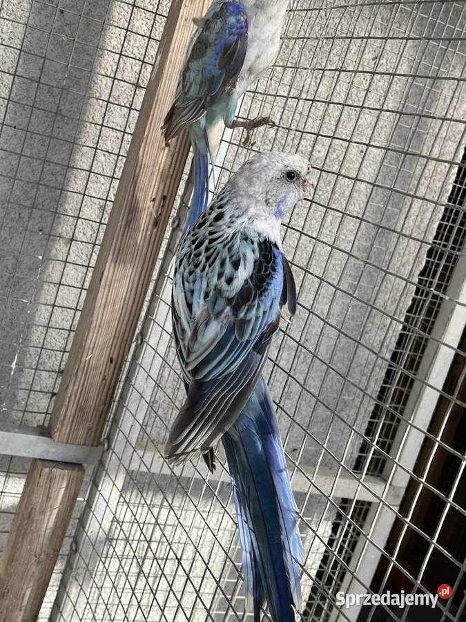 Rozelle białolice sprzedam