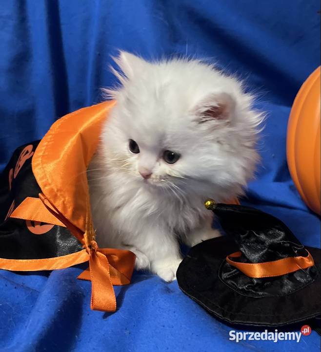 Michel i Edmund kocurki perskie Piorunówek