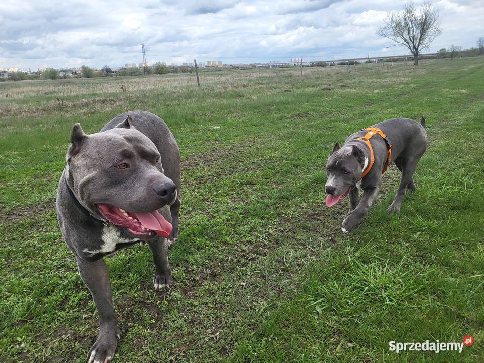 Szczeniaki American Bully XXL szukają domu Konin
