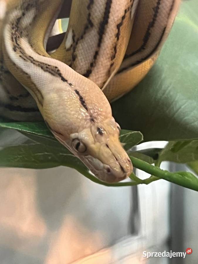 Pyton siatkowy super dwarf samiec Kołobrzeg sprzedam