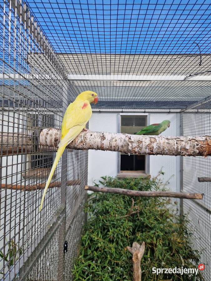 Aleksandretty Wielkie 2025 lutino para Poznań sprzedam