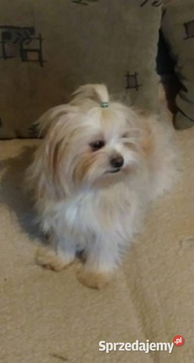 Suczka Shih Tzu Zamość sprzedam