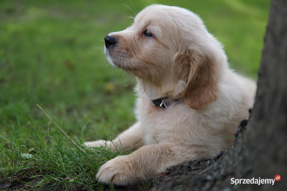 Szczeniak Golden Retriever Rzeszów