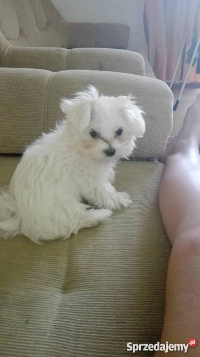 Maly Slodki Maltanczyk Żywiec