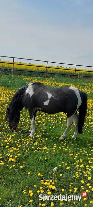 Kuc ogierek posada licencje Srokaty przekazuje Szamotuły