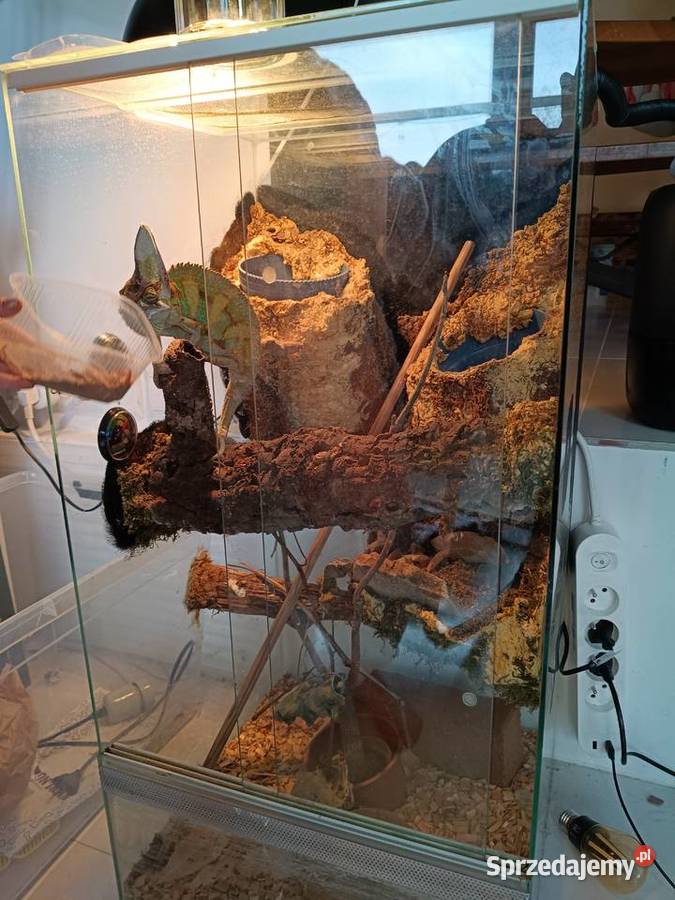 Kameleon jemeński samiec Gady i płazy