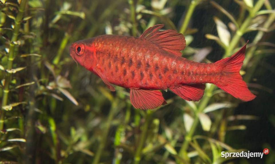 Brzanka wysmukła Brzanka Titteya Puntius titteya Gdańsk sprzedam