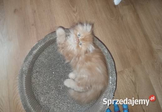 Kot perski z rodowodem Gliwice sprzedam