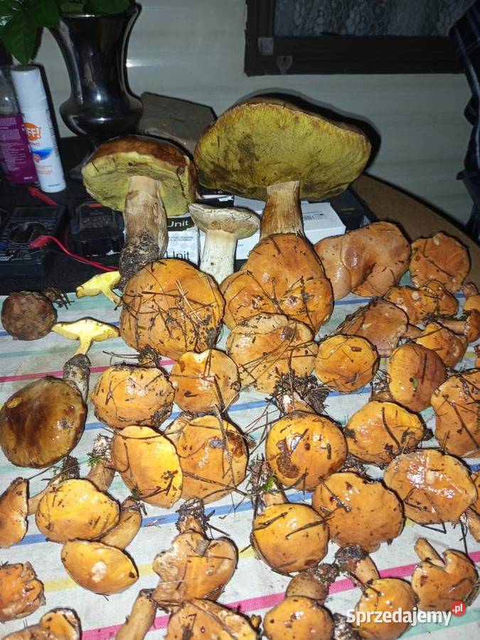 Sprzedam domek letniskowy jeziorem w Ostrowy Częstochowa