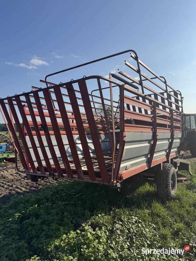 Ścinacz zielonek Dąbrowa Biskupia