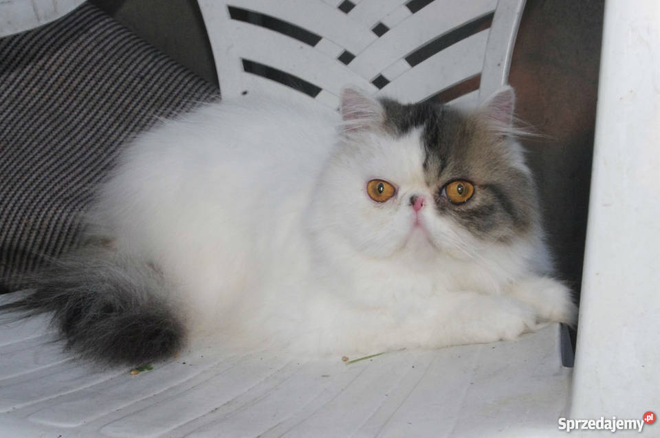 Pers Śliczny Kocurek Kastrat