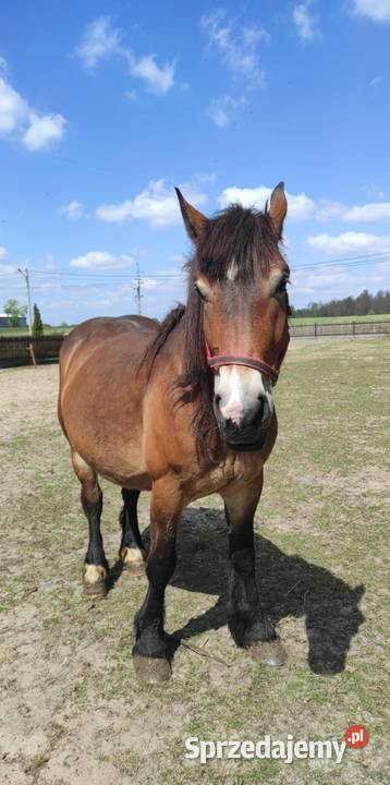 Klacz źrebna 45 letnie Majdan Sieniawski sprzedam