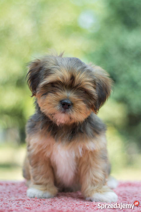 Lhasa Apso rodowodowe szczeniaki kuzyn Shih Tzu Psy Tarnowskie Góry sprzedam