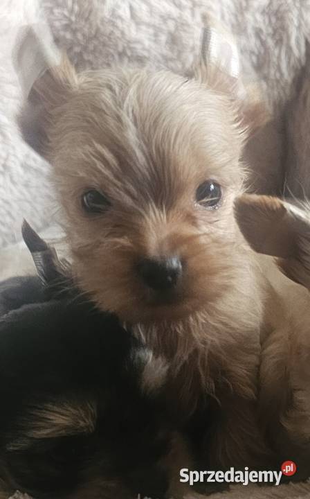 York maleńki chłopiec Golddust York Częstochowa