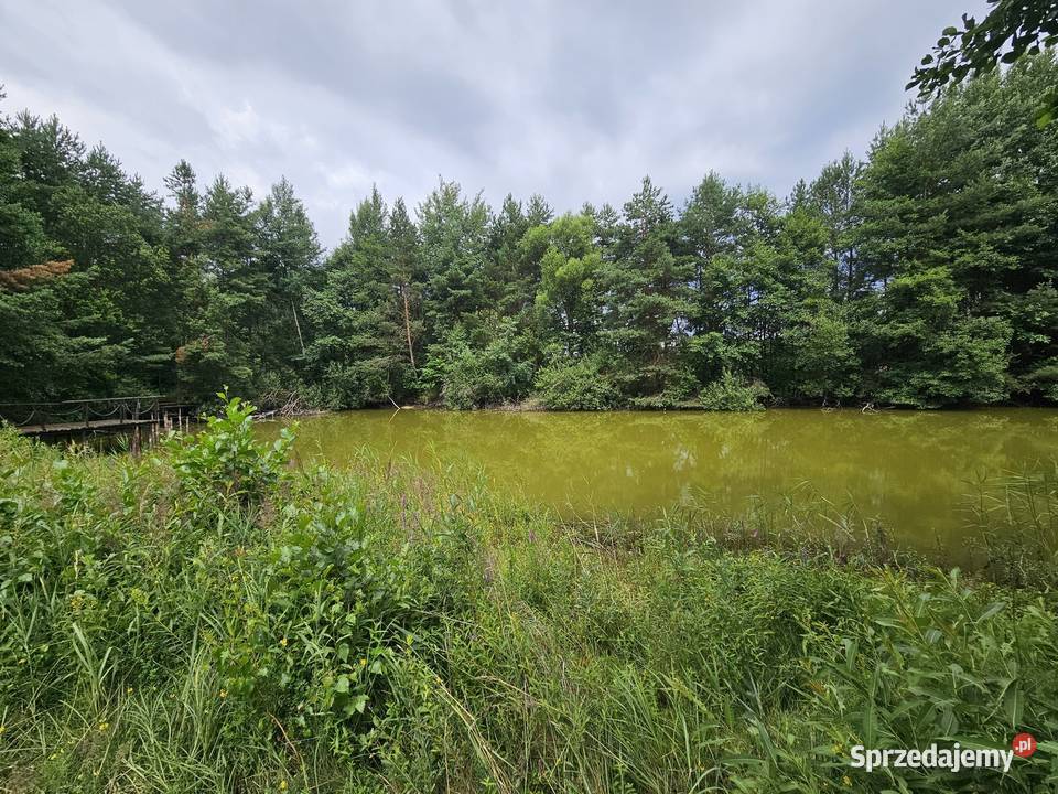 Działka budowlana 6000 m2 JEZIOROLAS budowlana Drogoszowice