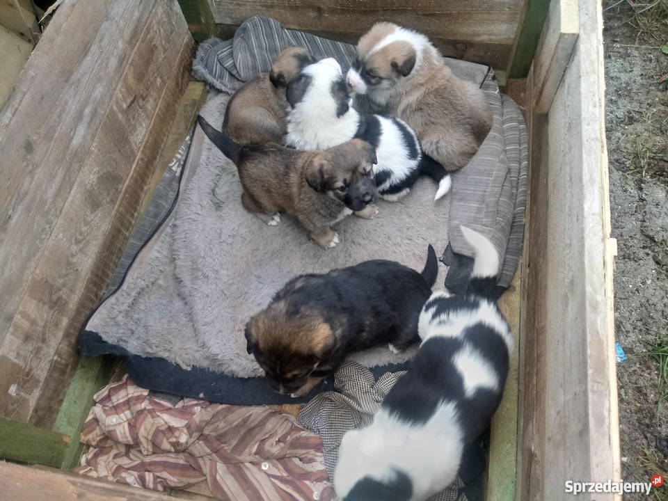 Sympatyczne pieski szukają domu Tarczyn