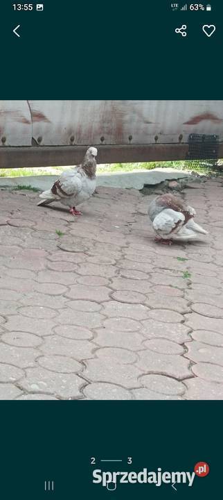 Sprzedam Orliki Nasielsk