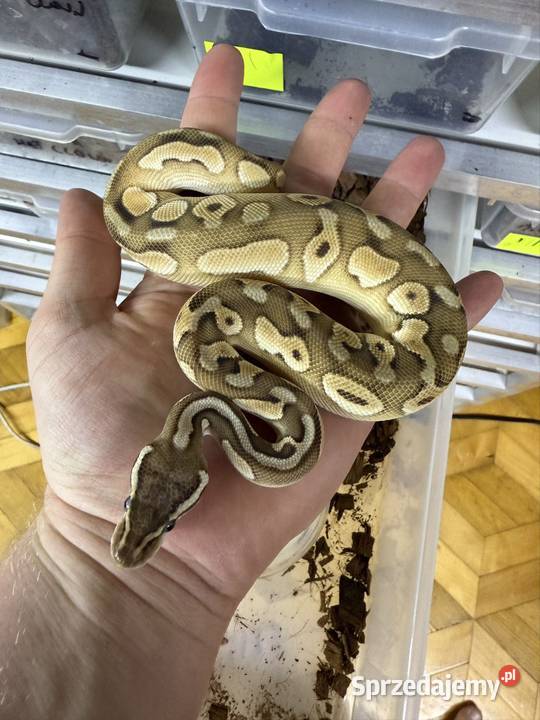 Pyton Królewski wąż gady terrarium Warszawa